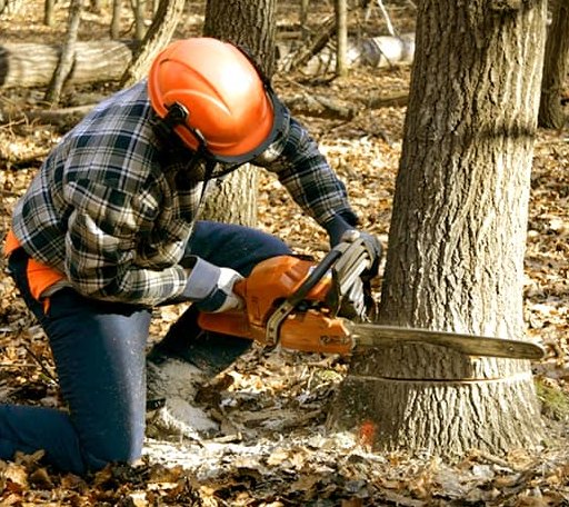 Tree Removal in Elberta, MI